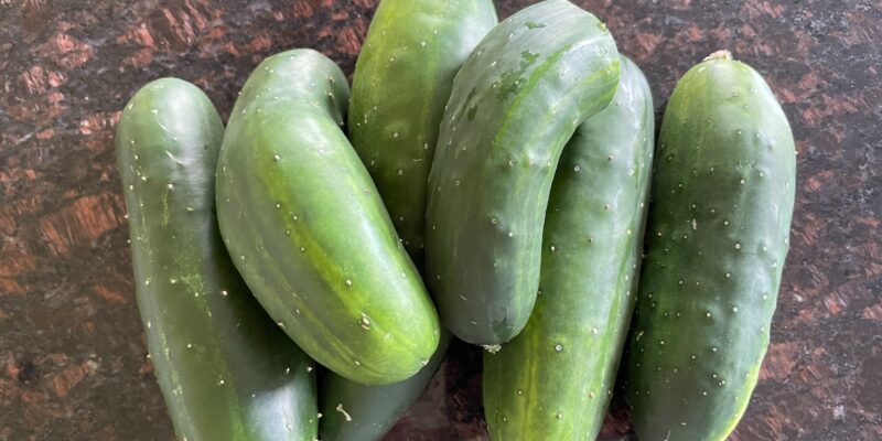 Ann-Marie Toolen at My Innate Vitality is interested in all aspects of health, including organic cucumbers